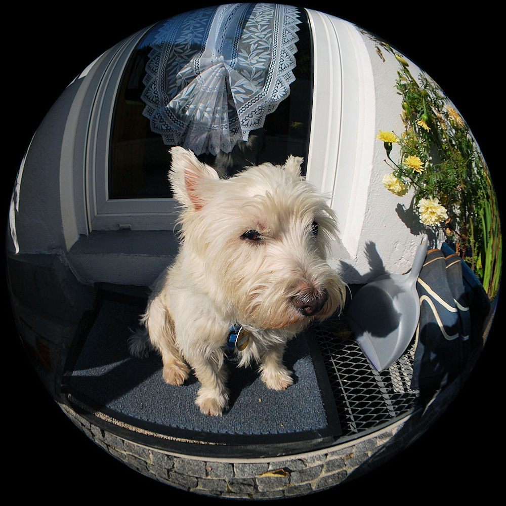 Fisheye-Aufnahme unseres Hundes auf der Fussmatte vor unserem Haus.
Mit dem selbstgebauten Fisheye-Vorsatz am selbstgebauten AF DX Nikkor 17mm/3.5G ED