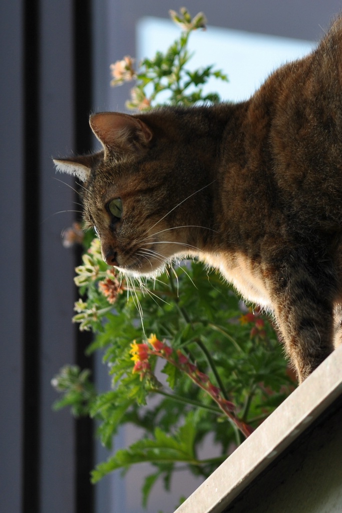 Fixiert

D5000 / Sigma 70-300 DG APO

135.0mm / f/5.0 / 0.0025s (1/400) / ISO 200