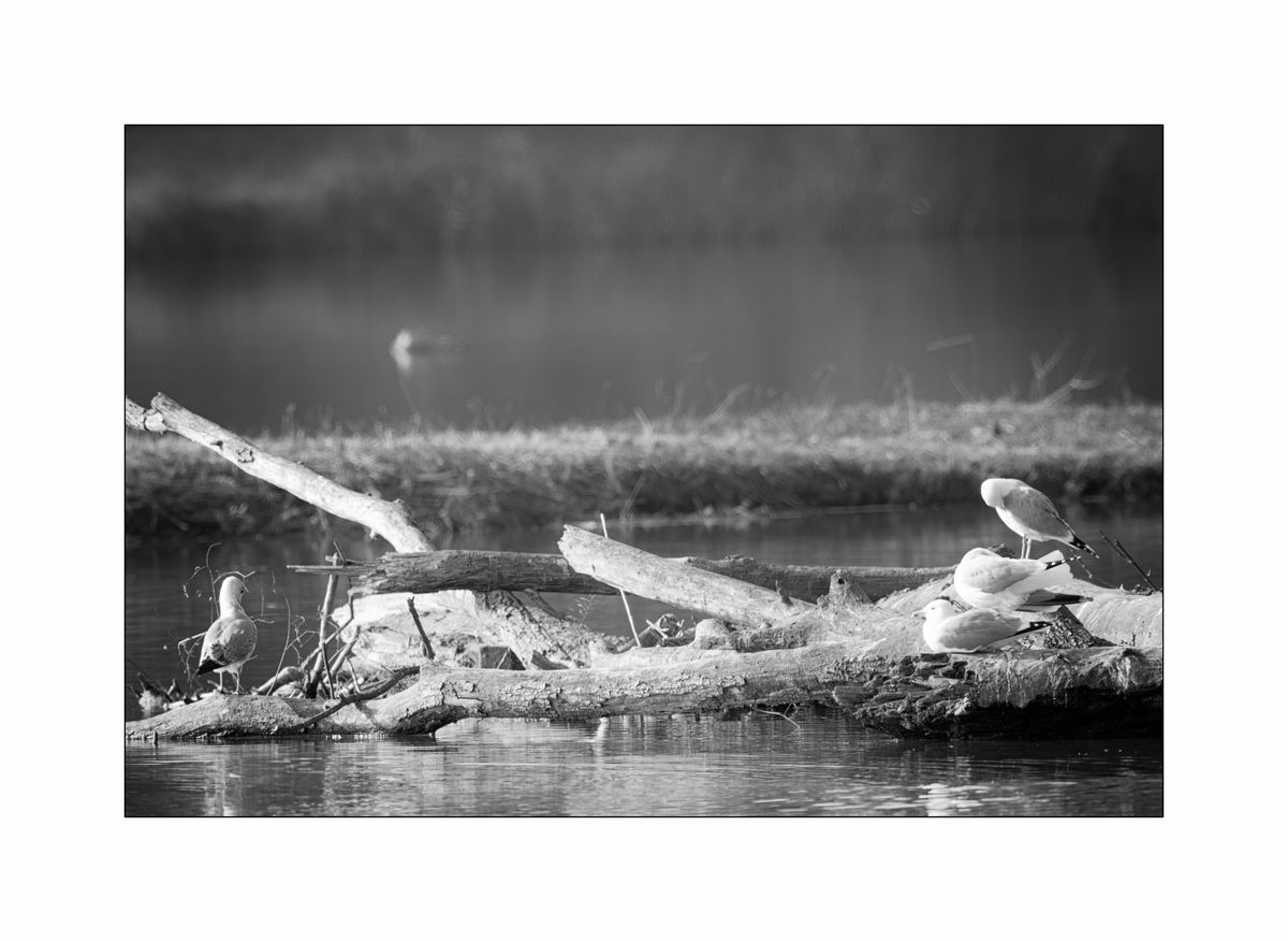 FlachDSC_2894.jpg
