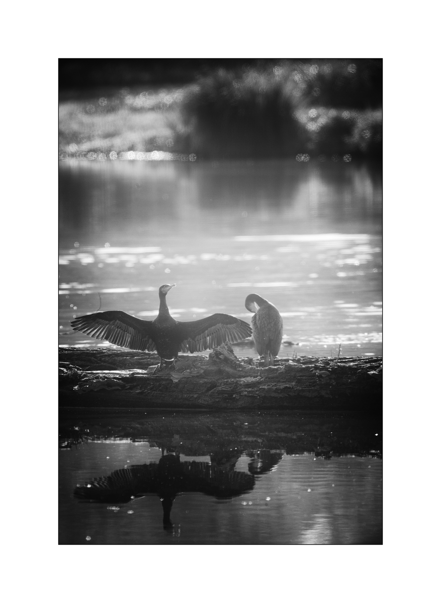 FlachDSC_2908.jpg