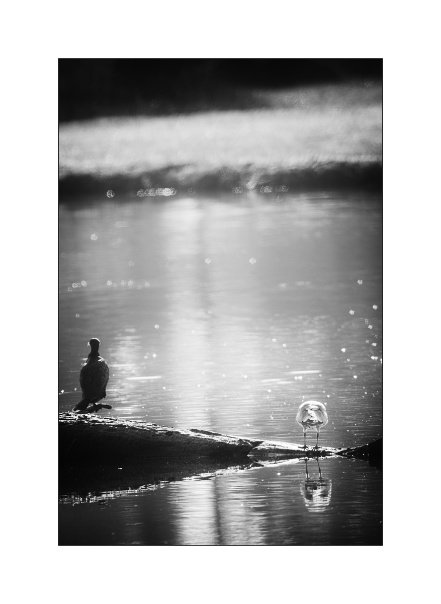 FlachDSC_2914.jpg