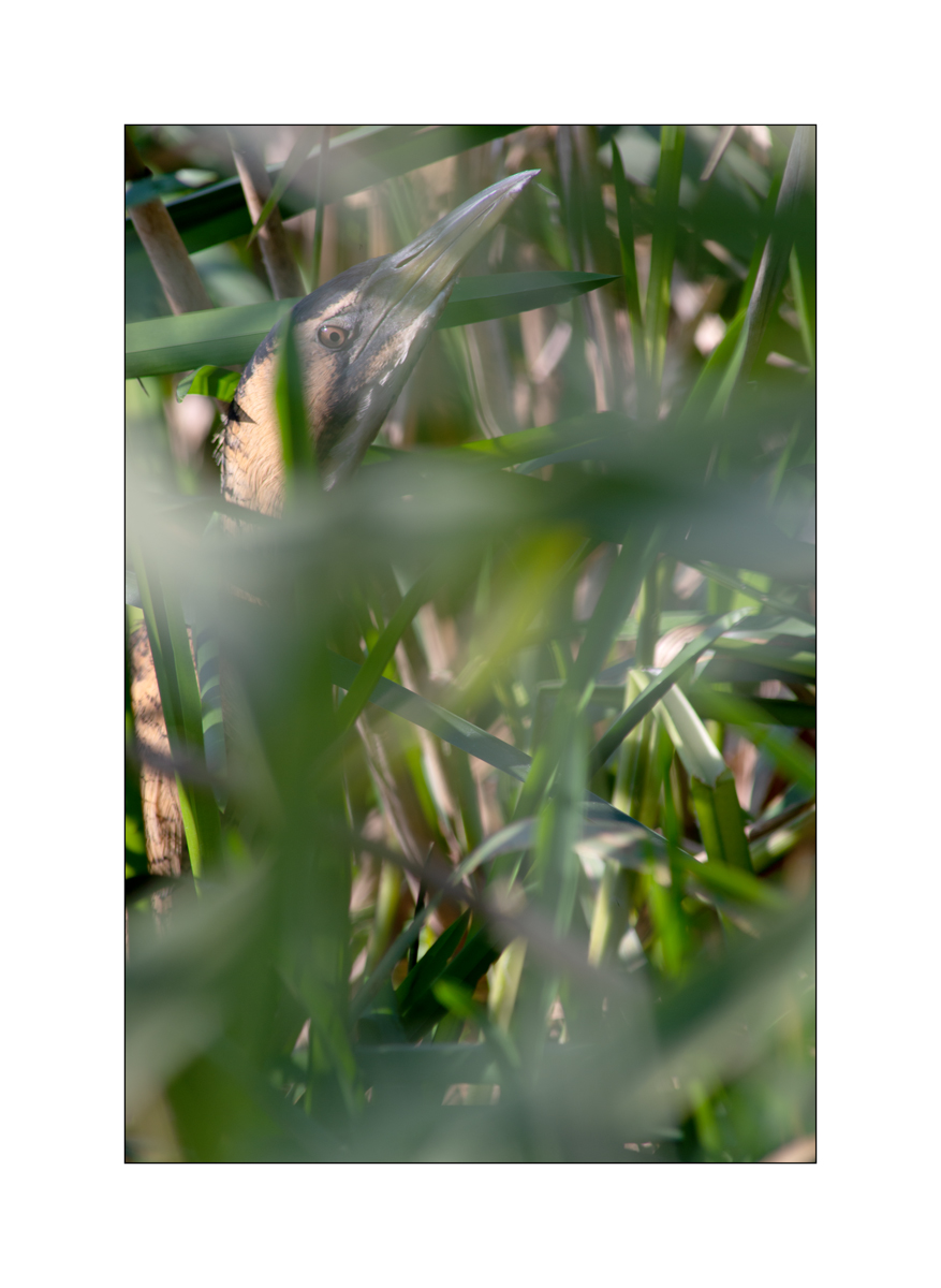 FlachDSC_2943.jpg