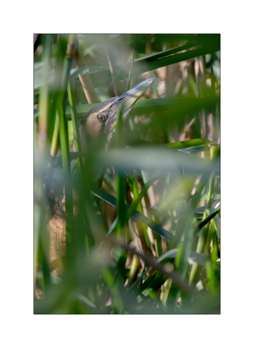 FlachDSC_2951.jpg
