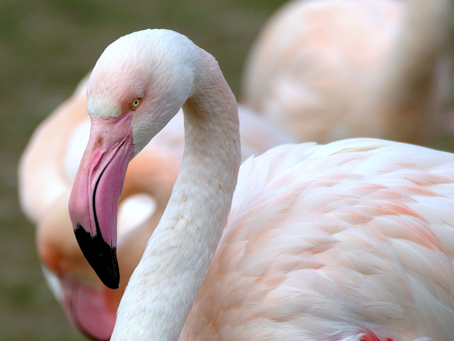 Flamingo 1 Forum