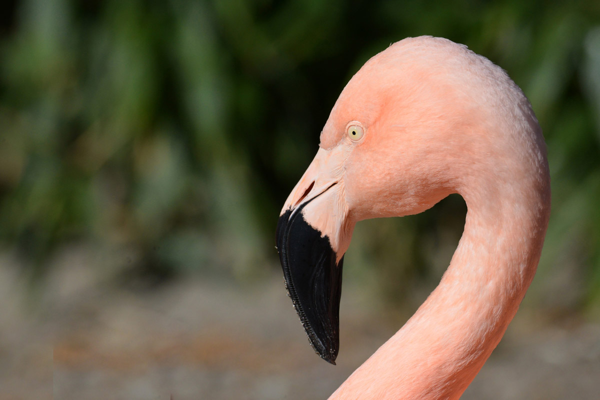 flamingo 1200