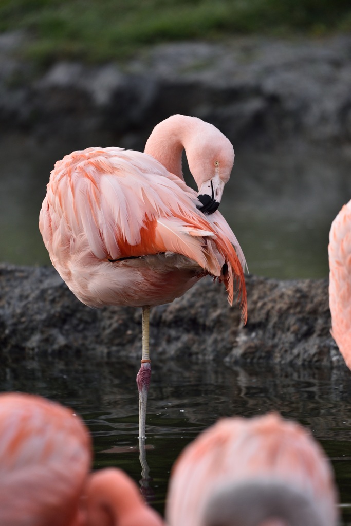 Flamingo 122015