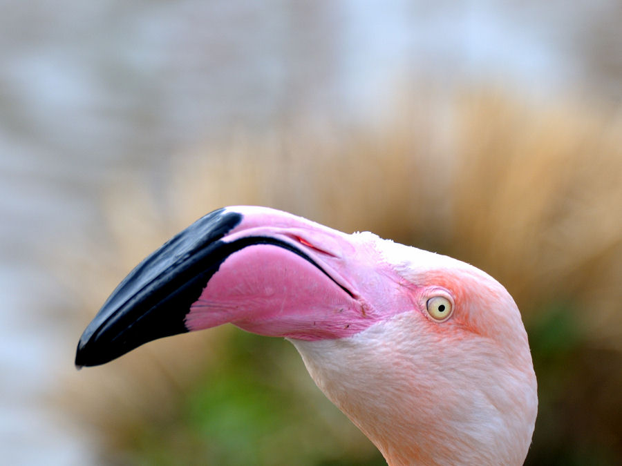 Flamingo 2 Forum