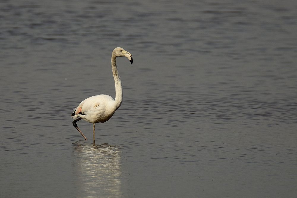 Flamingo 2015 05308