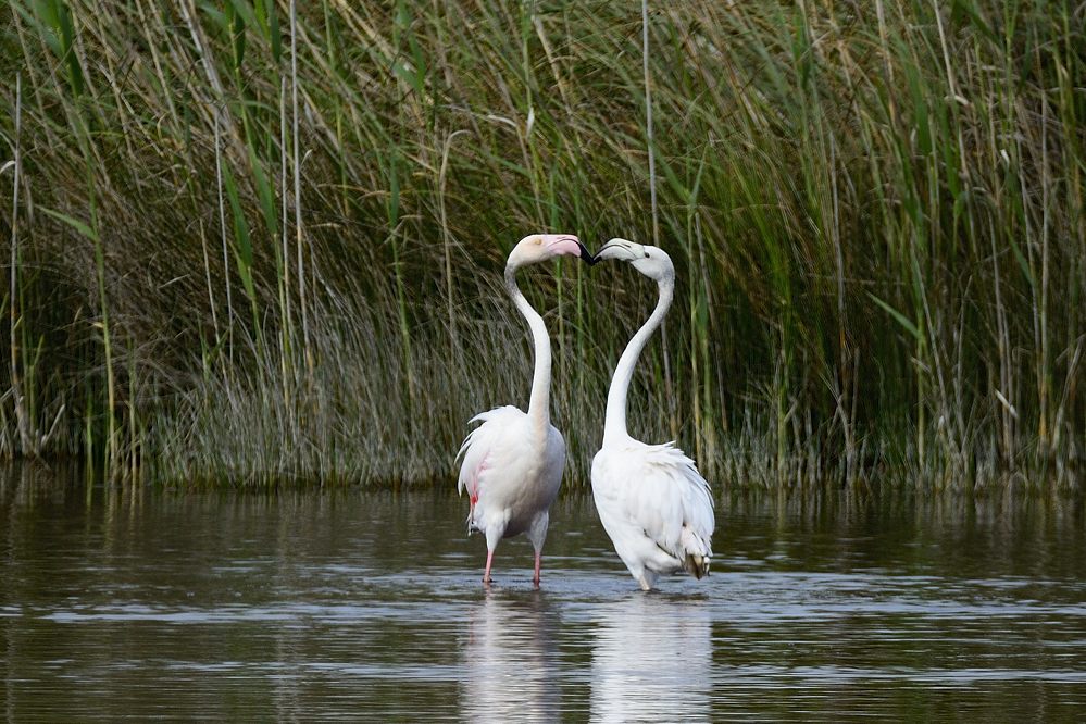 Flamingo 2015 05387