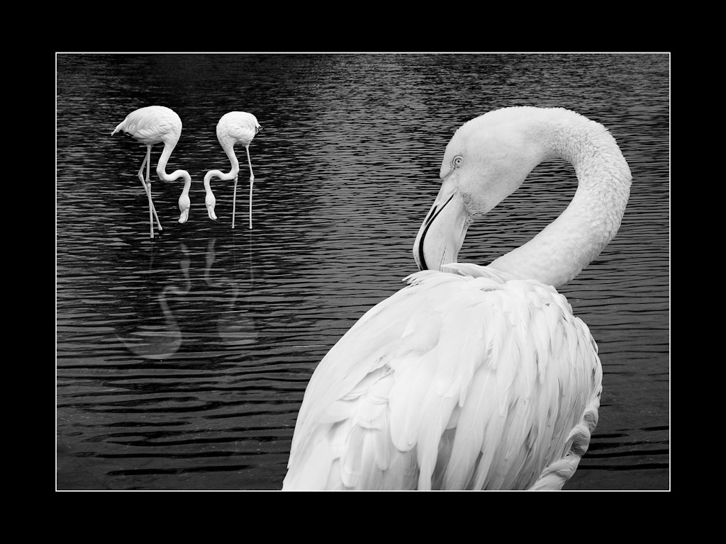 Flamingo im Zoo fotografiert. In PS bearbeitet.