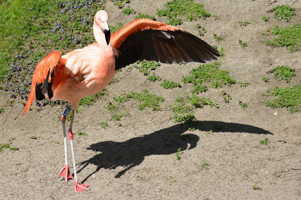flamingo mit silhouette kl 02