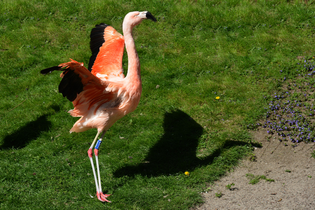 flamingo mit silhouette