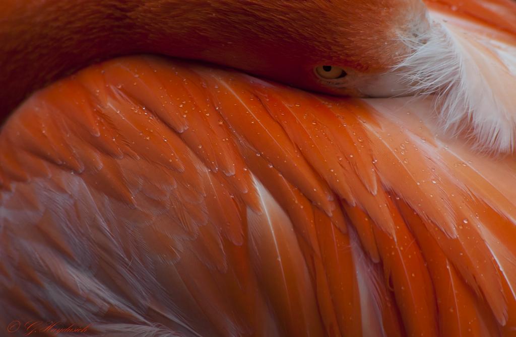 Flamingo