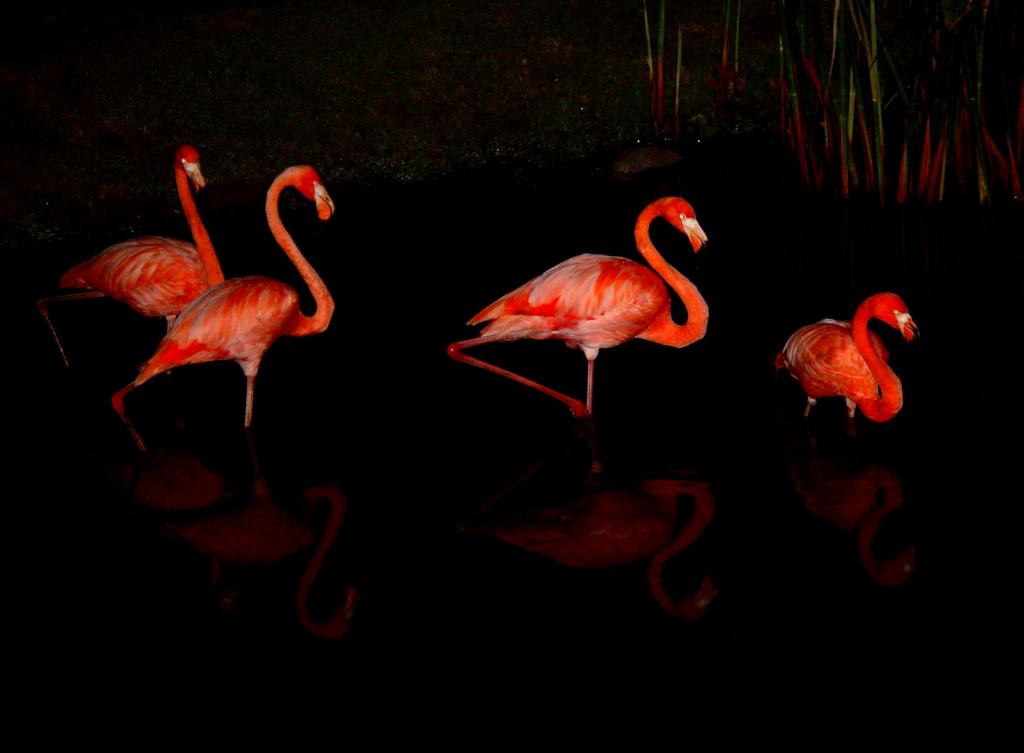 Flamingo
