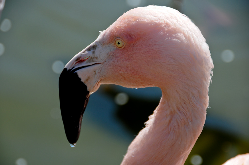 Flamingo
