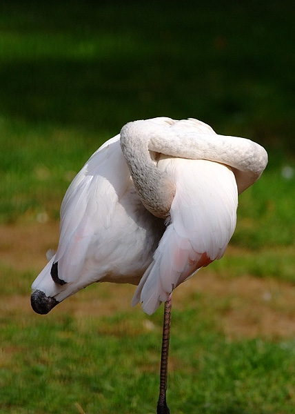 flamingo1