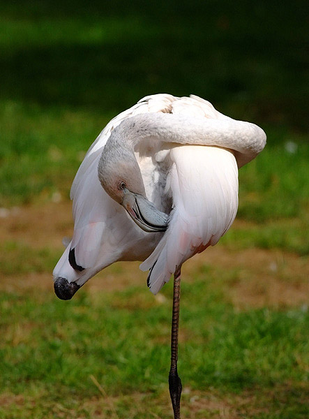 flamingo2