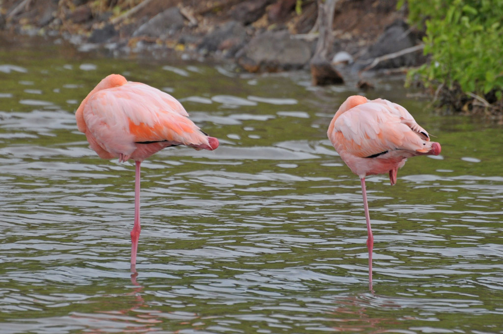 Flamingos in der Lagune von Rabida