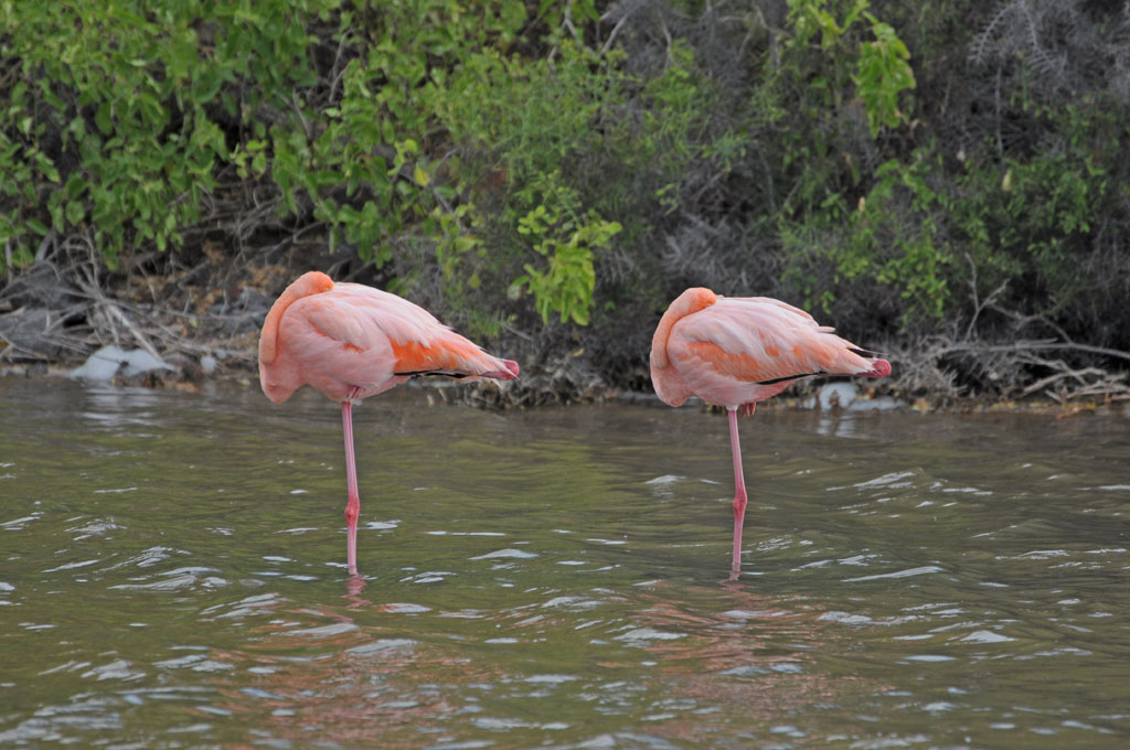 Flamingos in der Lagune von Rabida