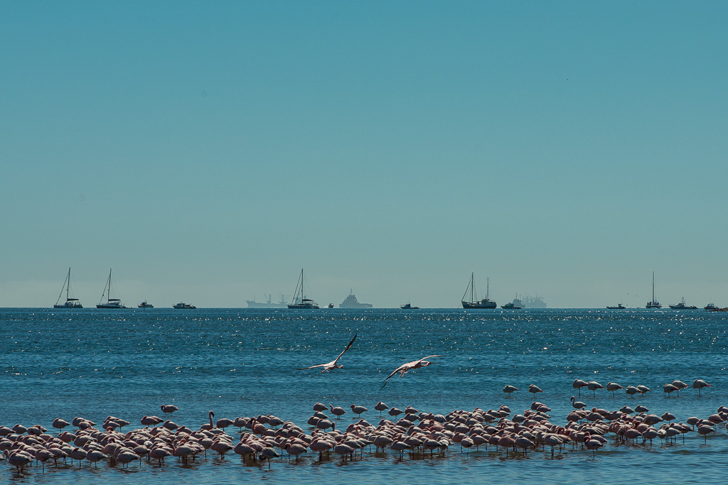 Flamingos vor Walvis Bay
