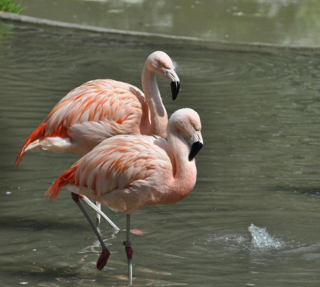 Flamingos