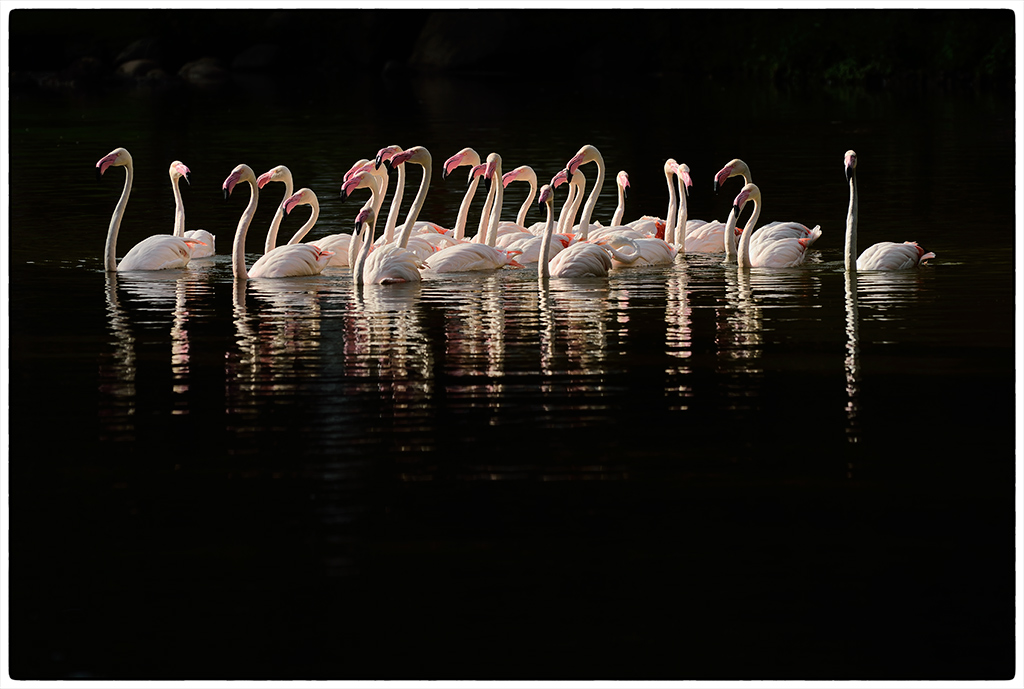 Flamingos