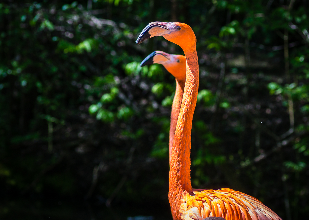 Flamingos