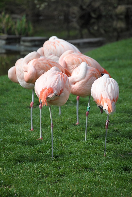 Flamingos