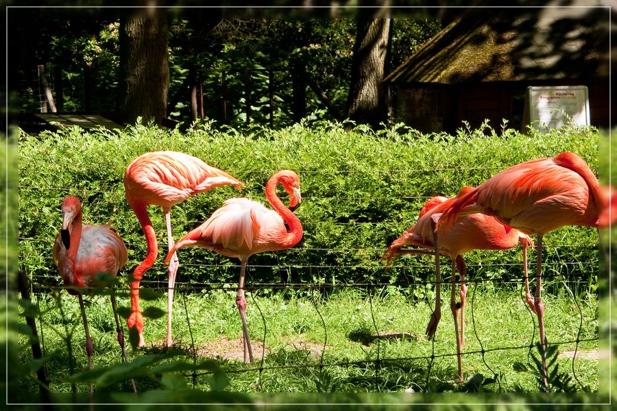 Flamingos
