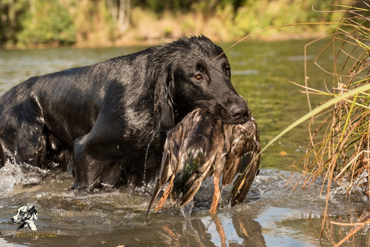 Flat Coated Retriever