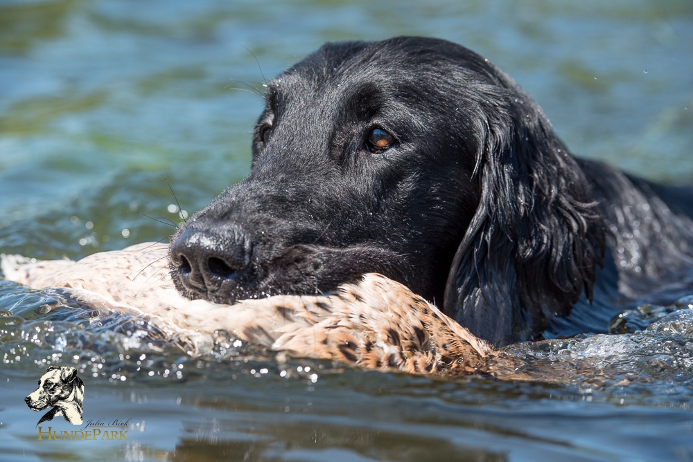Flat Coated Retriever