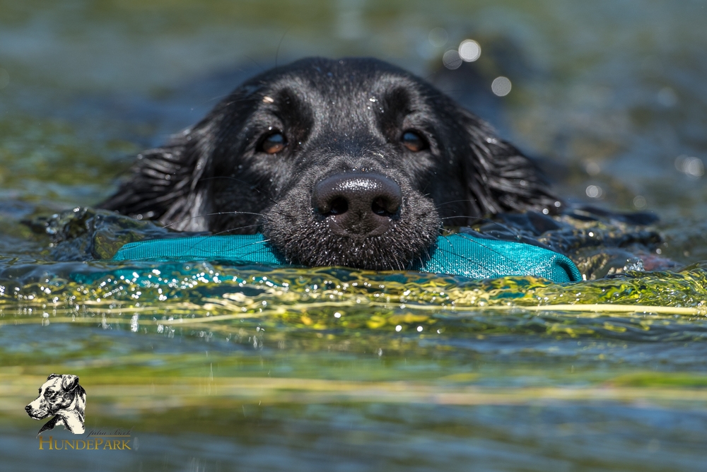 Flat Coated Retriever