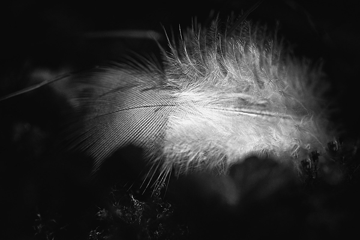 Flaumfeder_BW 3.jpg