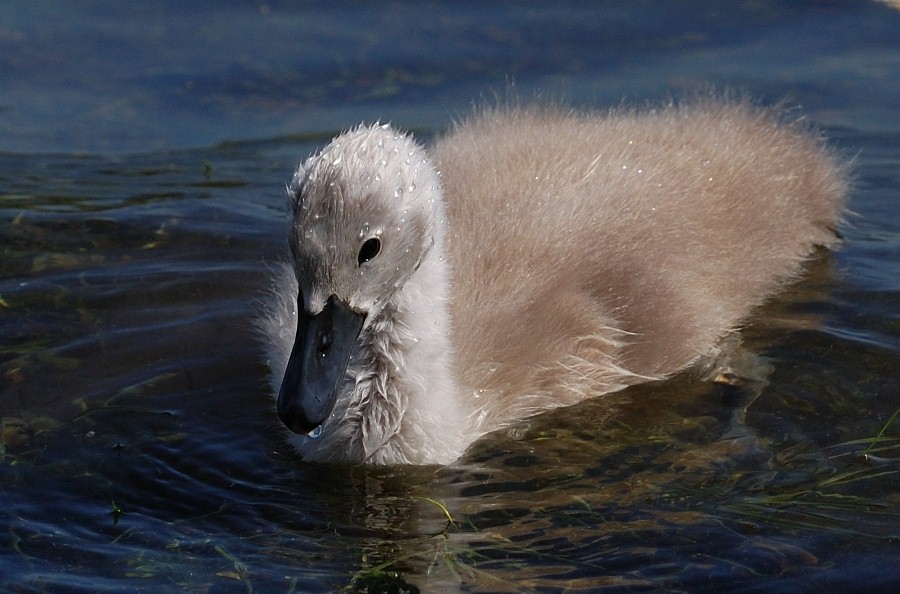 Flauschig