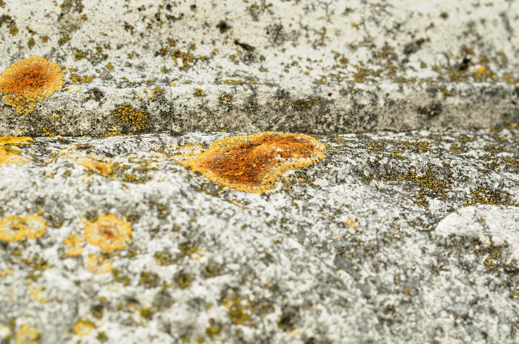 Flechten (D300; 90/2.8; MHX 0045cnxX)