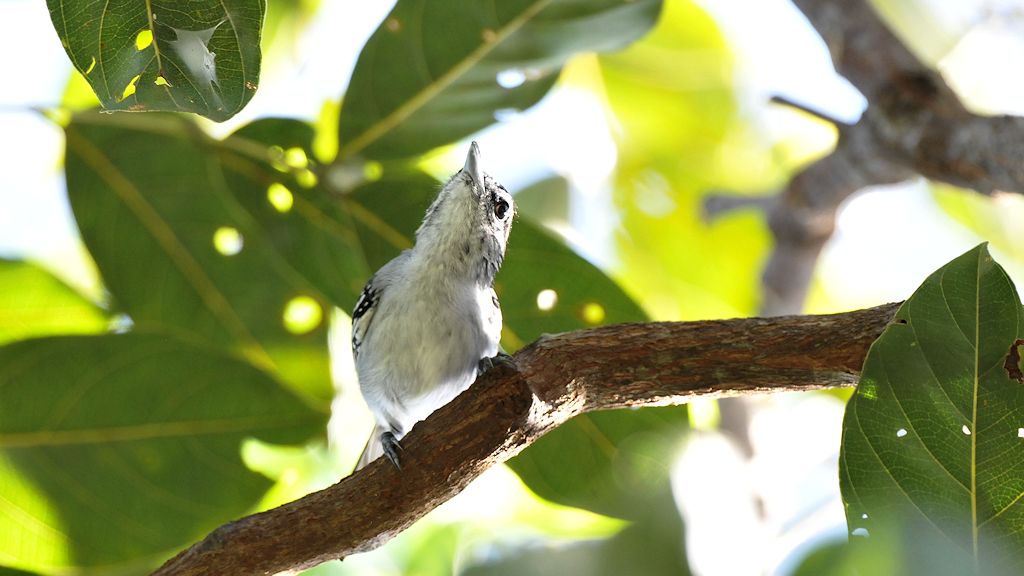 Fleckenschwanz Ameisenfänger (Spot Tailed Antwren)
Canopy, Attar Lodge, Iwokrama Rainforest
1626