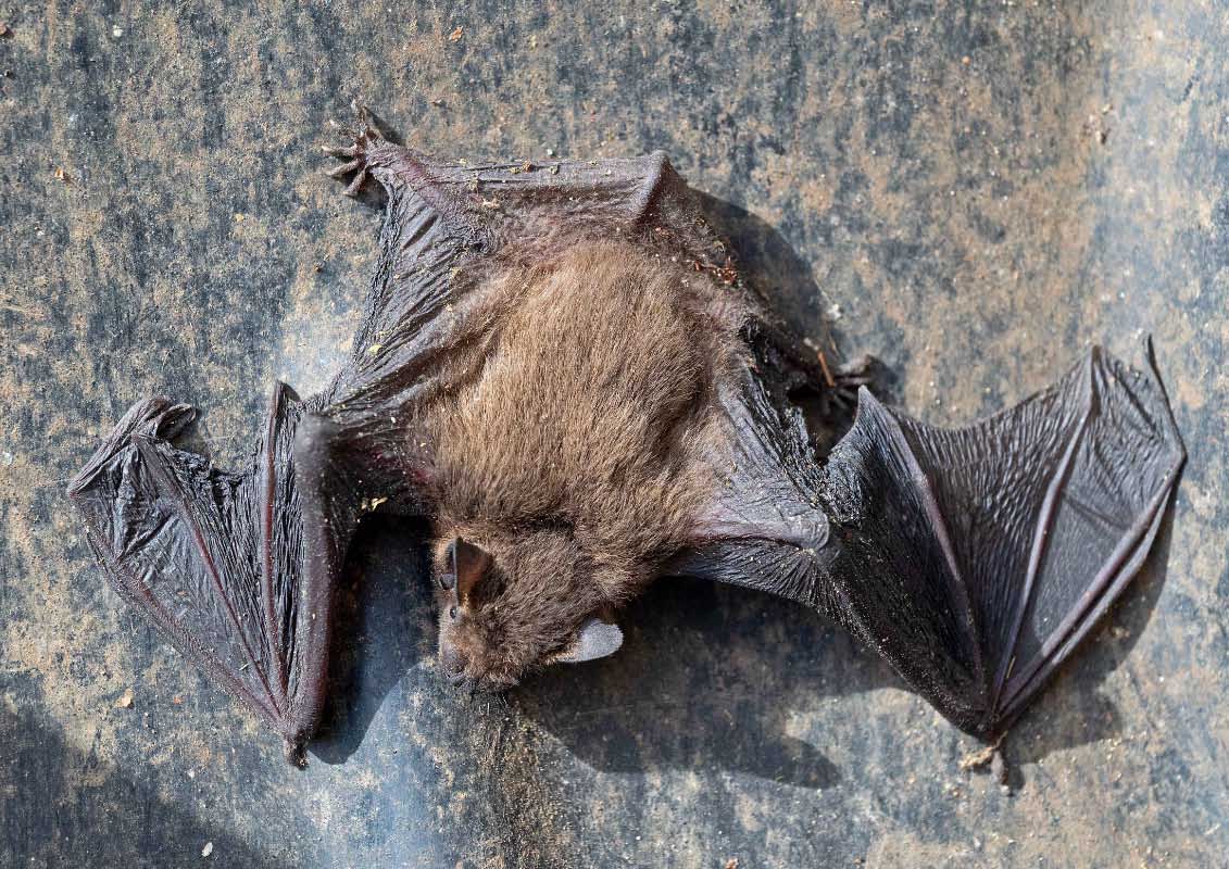 Fledermaus 1.jpg