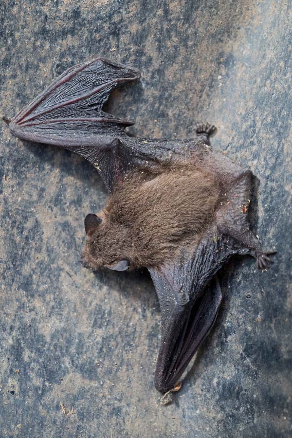 Fledermaus 3.jpg