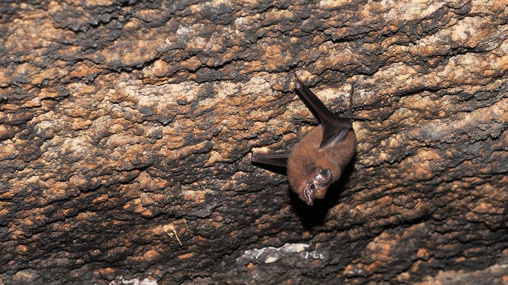Fledermaus
Iwokrama Rainforest
1800