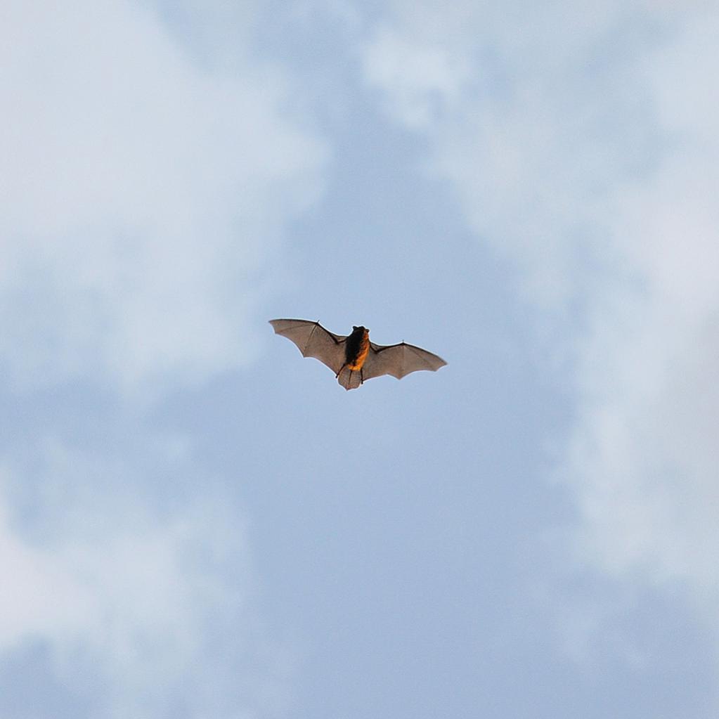 Fledermaus