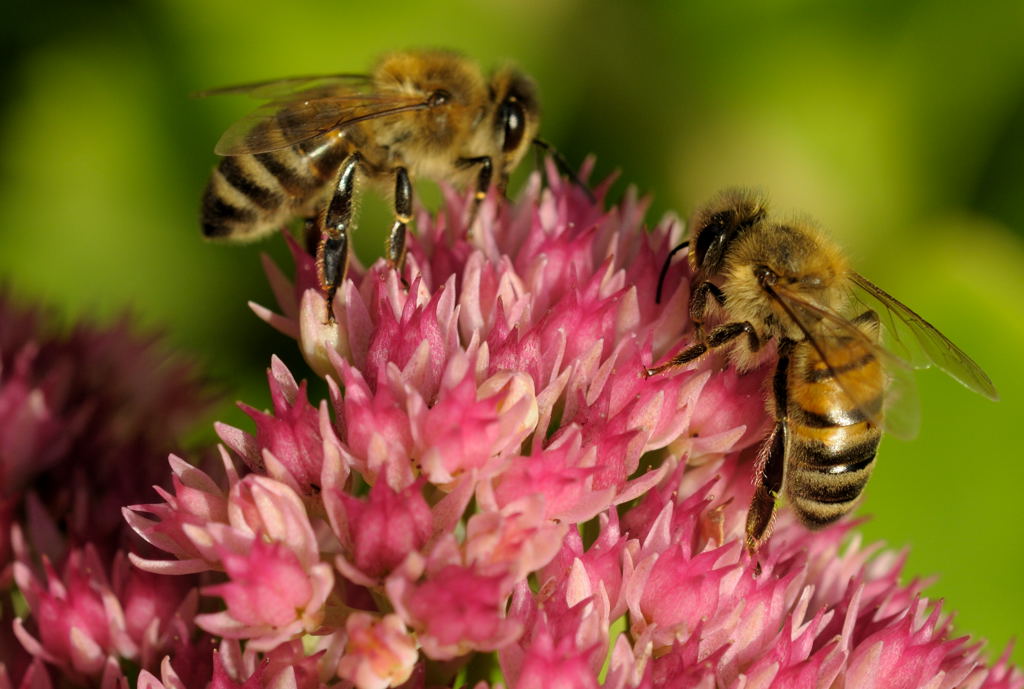 fleißige Bienen
