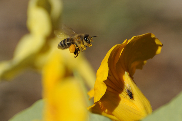 Fleißiges Bienchen