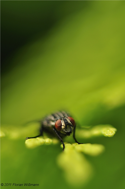 Fleischfliege