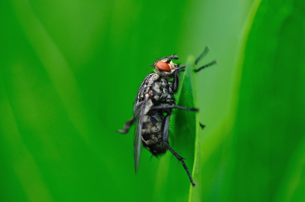 Fliege #1