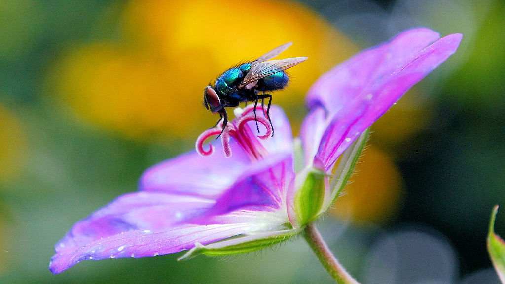 Fliege 1