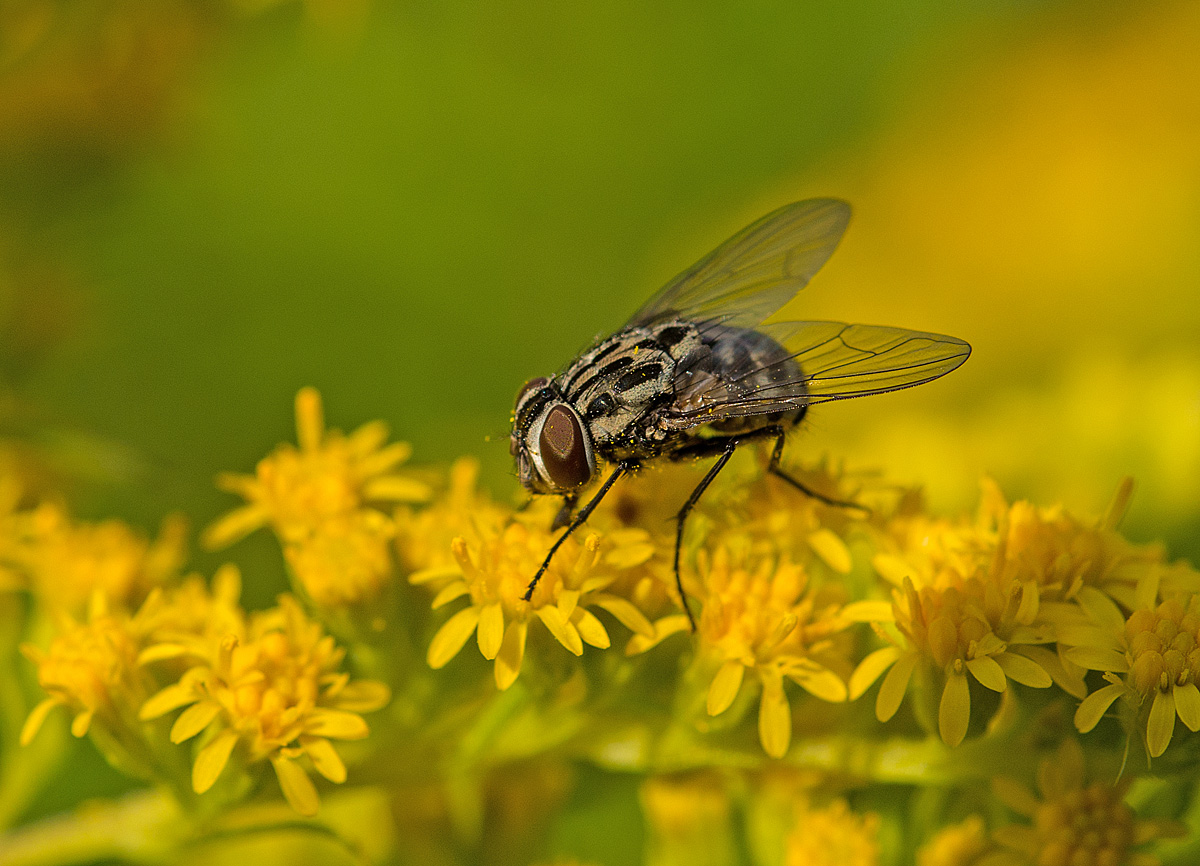 Fliege 1