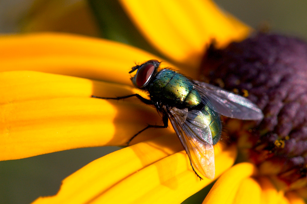 Fliege 2 (Makro)