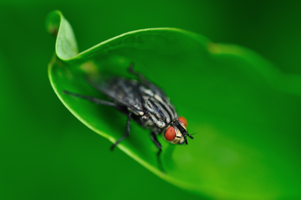 Fliege #2