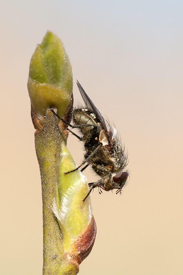 Fliege 2012 03 21 01