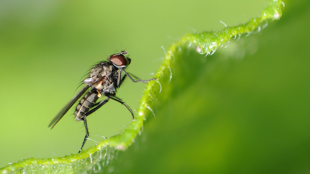 Fliege 2013 07 2